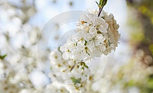Branches of blossoming cherry macro with soft focus on gentle light blue sky background in sunlight . Beautiful floral image of sp