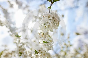 Branches of blossoming cherry macro with soft focus on gentle light blue sky background in sunlight. Beautiful floral image of spr