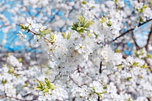 Branches of blossoming cherry with soft focus on blue sky background.