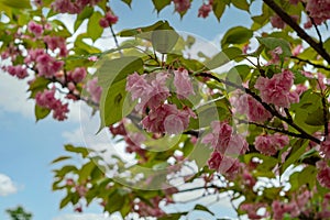 Branches of blossoming cherry in spring. Beautiful pink sakura inflorescences