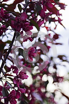 Branches of a blossoming decorative apple tree against the sky.