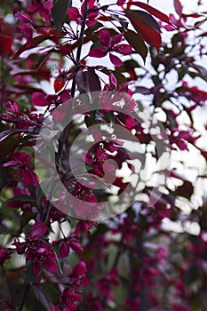 Branches of a blossoming decorative apple tree against the sky.