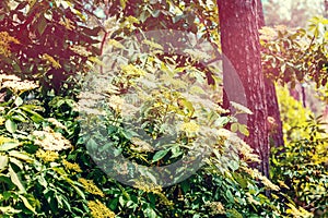 Branches of blossoming elder Sambucus in the forest