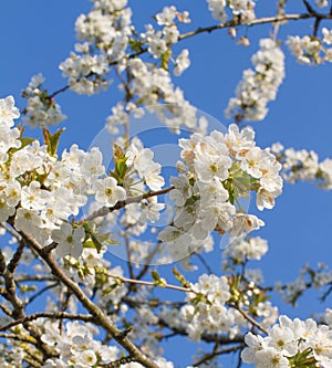 Branches of blossoming flowers of cherry tree in springtime, square