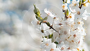 Branches of a blossoming fruit tree with large beautiful buds against a bright blue sky Cherry, apricot or apple blossom in Spring