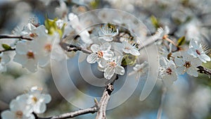 Branches of a blossoming fruit tree with large beautiful buds against a bright blue sky Cherry, apricot or apple blossom in Spring