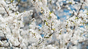 Branches of a blossoming fruit tree with large beautiful buds against a bright blue sky Cherry, apricot or apple blossom in Spring