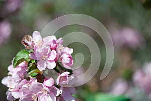 Branches of blossoming pink apple tree macro with soft focus against the background of gentle greenery. Beautiful floral image of