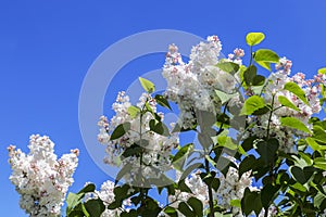 Branches of a blossoming pink and white lilac