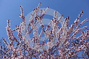 Branches of blossoming purple-leaved prunus pissardii against blue sky in April