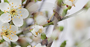 Branches of blossoming sakura