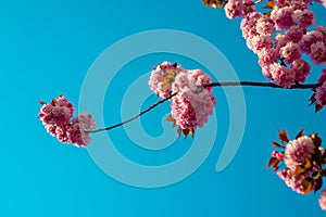 Branches of blossoming sakura on sky background. Branch spring flowers.