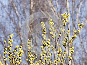 Branches of blossoming willow with catkins on bokeh background, selective focus, shallow DOF