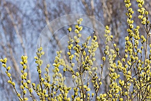 Branches of blossoming willow with catkins on bokeh background, selective focus, shallow DOF