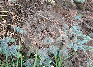 Branches of blue Canadian spruce with showered needles. Fungal disease fusariosis