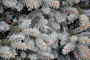 Branches of blue fir tree