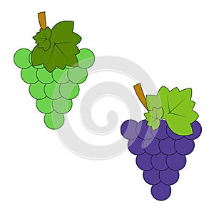 Branches of blue and green grapes. A set of fruits. Flat illustration.