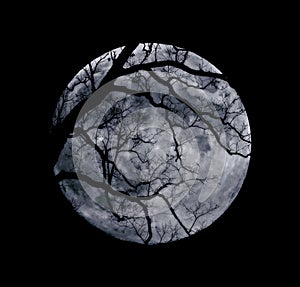 Branches and a Blue Moon