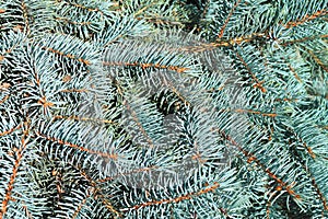 Branches of a blue spruce