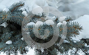 branches of a blue spruce covered with snow, close-up. selective focus. snow-covered Christmas tree. xmas background