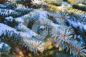 Branches of blue spruce covered with snow. Winter decoration. Blue spruce branch close up. Evergreen tree covered with snow in