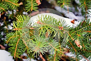 Branches of blue spruce covered with snow. Winter decoration. Blue spruce branch close up. Evergreen tree covered with snow in