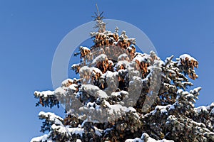 Branches of blue spruce covered with snow. Winter decoration. Blue spruce branch close up. Evergreen tree covered with snow in