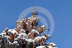 Branches of blue spruce covered with snow. Winter decoration. Blue spruce branch close up. Evergreen tree covered with snow in