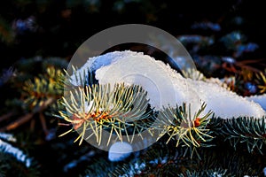 Branches of blue spruce covered with snow. Winter decoration. Blue spruce branch close up. Evergreen tree covered with snow in