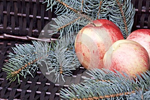 Branches of blue spruce and ripe fragrant apples in a basket. Against the background of a wicker vine.