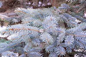 Branches of blue spruce trees planted during landscaping to create a park, selective focus
