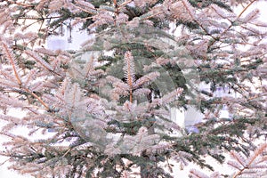 Branches of blue spruce turned brown in spring as a result of adverse conditions or illness, selective focus