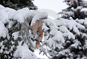 Branches of a blue spruce under snow