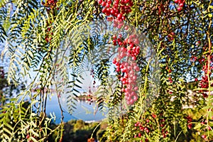 Branches of Brazilian pepper Schinus terebinthifolius or aroeira or rose with fruits on a background of a seascape