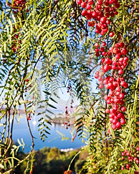 Branches of Brazilian pepper Schinus terebinthifolius or aroeira or rose with fruits on a background of a seascape