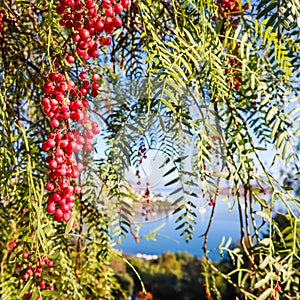 Branches of Brazilian pepper Schinus terebinthifolius or aroeira or rose with fruits on a background of a seascape