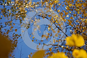 Branches with bright yellow autumn foliage