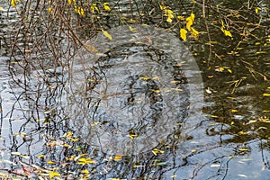 Branches with bright yellow leaves are on the water surface of the pond with the reflection of trees and a blue sky with white clo