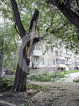 Branches broken off by the wind near an old tree on the street