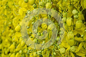 Branches of buds and blossom flower background of golden shower tree