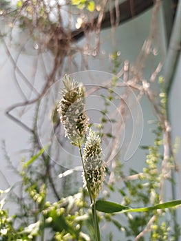 branches with buds, willow branch with buds, willow branch in spring