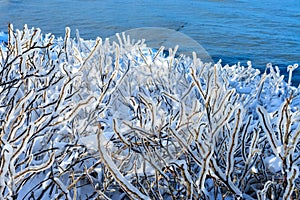 Branches of a bush covered with ice. Ice storm