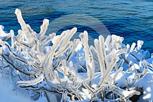 Branches of a bush covered with ice. Ice storm.