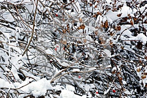 Branches of a bush of a viburnum with red berries in snow