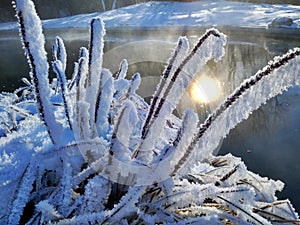 Branches of bushes in hoarfrost, as if caramelized.