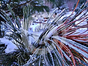 Branches of trees and bushes in hoarfrost.