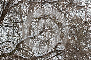 Branches of bushes in snow in the winter in cloudy snow weather.