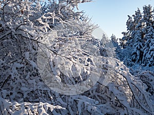 Branches of bushes and trees fully covered with snow on a sunny winter day