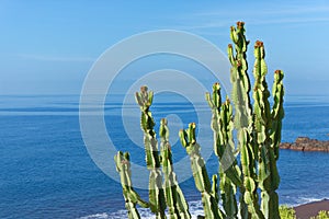 Branches of cactus plant on the coastline against blue water and sky