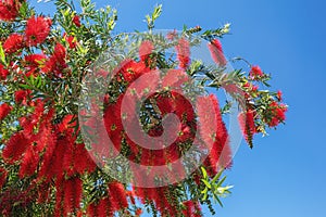 Branches of Callistemon tree ( Weeping Bottlebrush) with bright red flowers